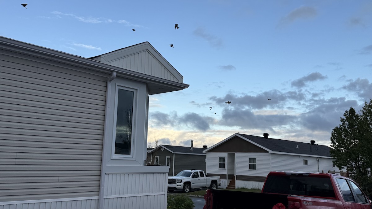 Pine Siskin - ML641821501