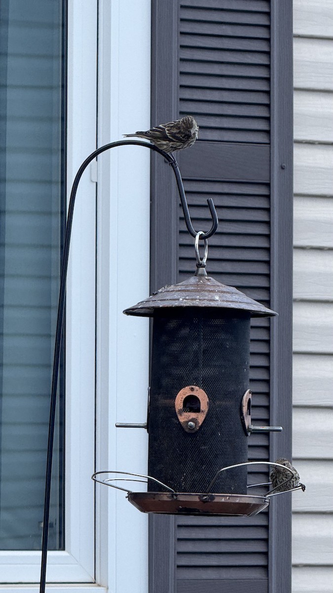 Pine Siskin - ML641821503