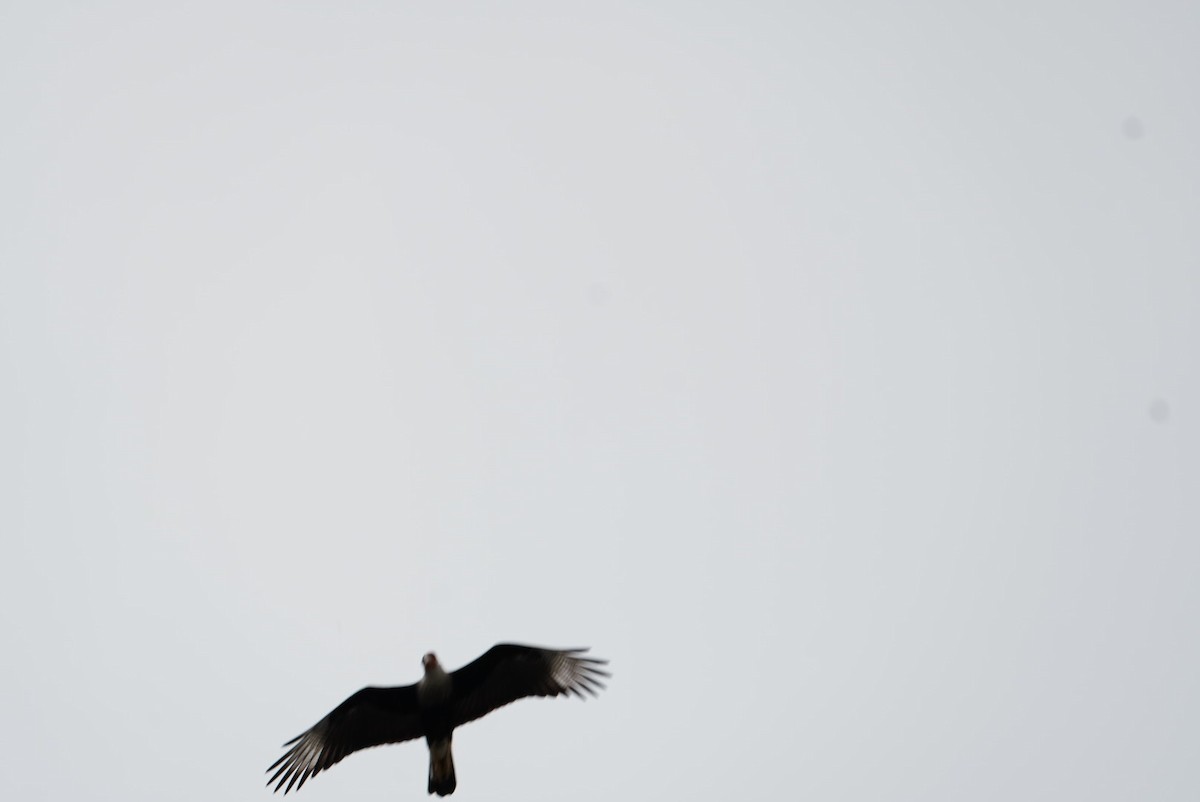 Crested Caracara - ML641821510
