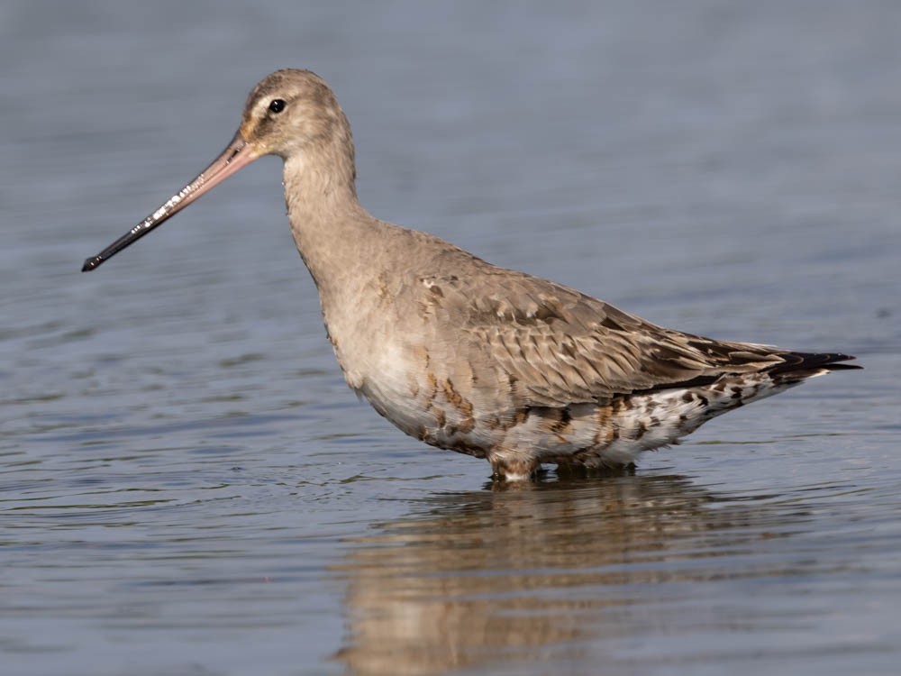 Hudsonian Godwit - ML641821523