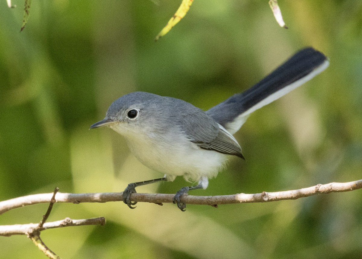 Blue-gray Gnatcatcher - ML641821536