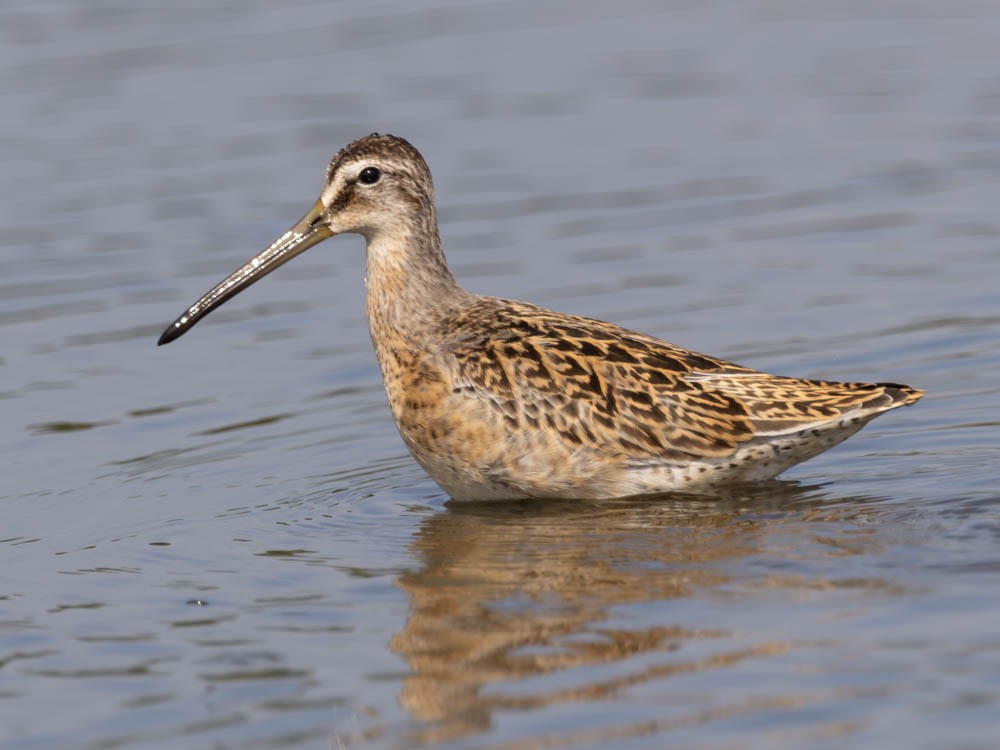 Short-billed Dowitcher - ML641821558