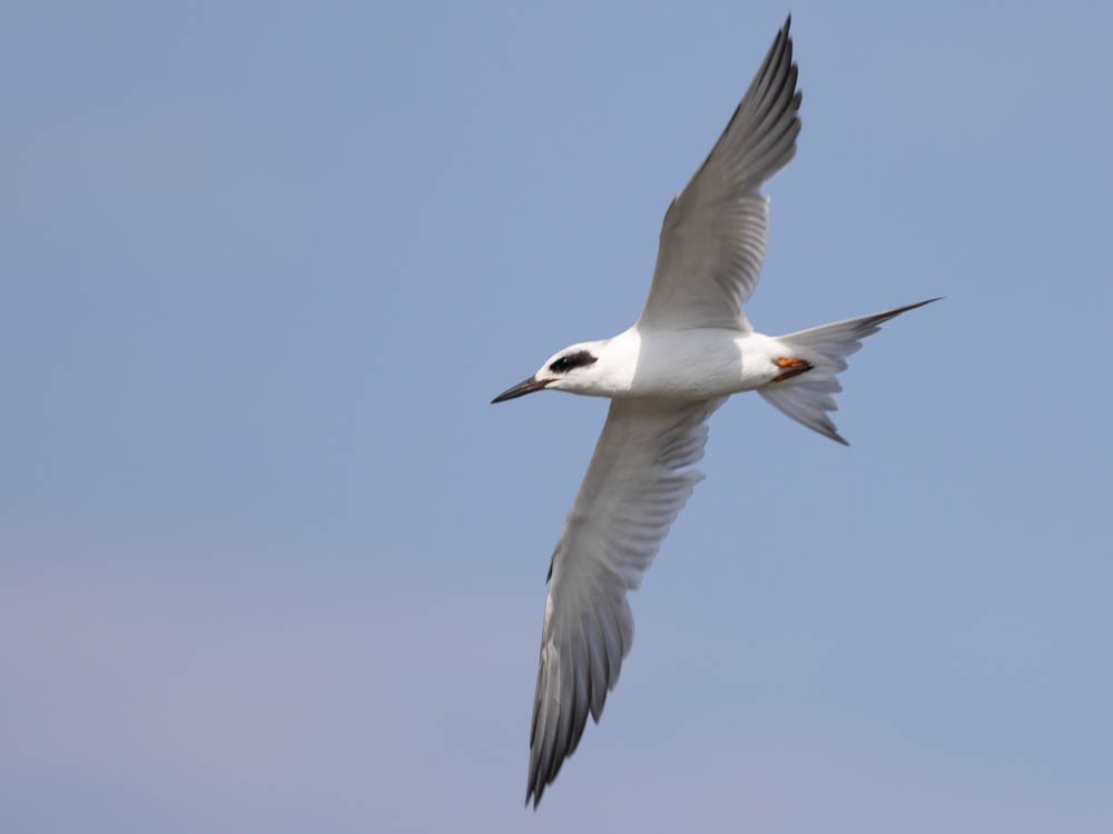 Forster's Tern - ML641821582