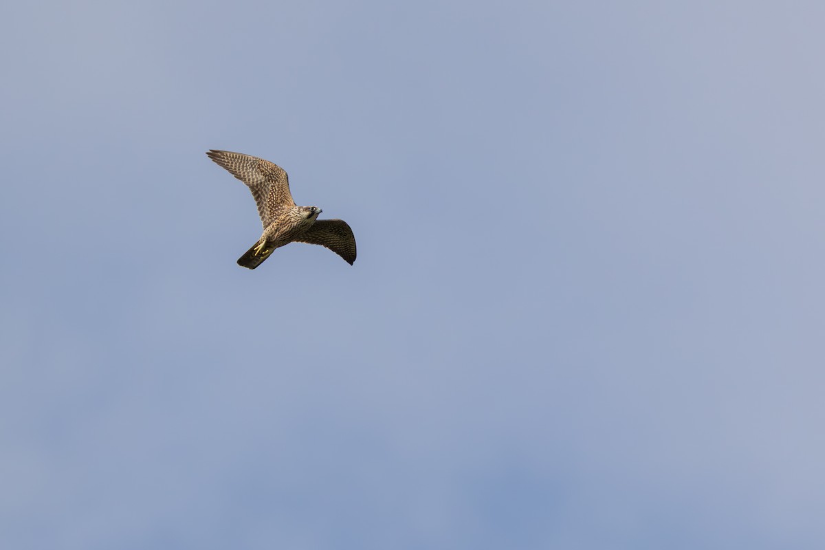 Peregrine Falcon (Tundra) - ML641821618