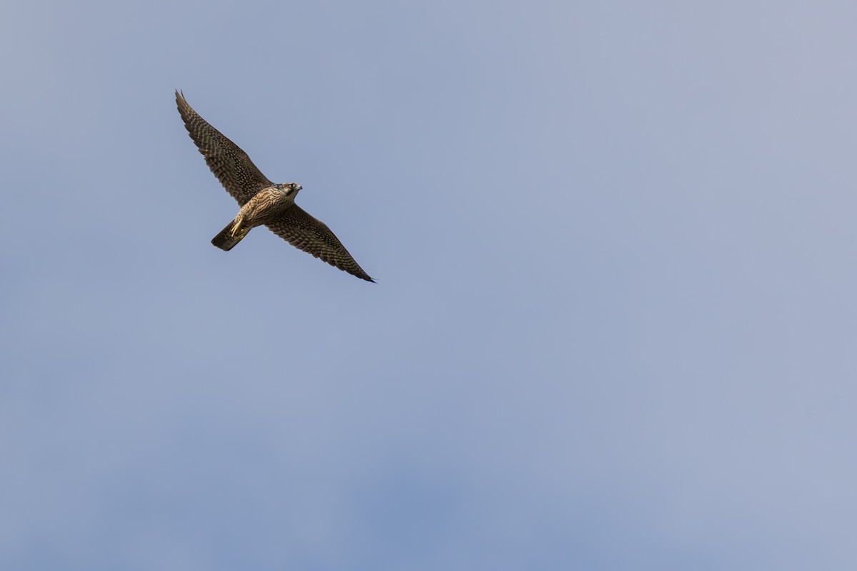 Peregrine Falcon (Tundra) - ML641821619