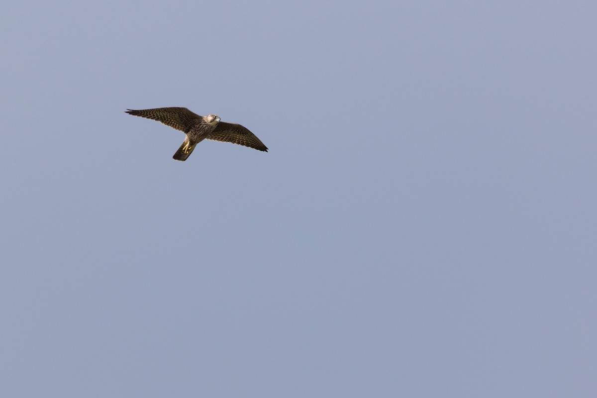 Peregrine Falcon (Tundra) - ML641821620