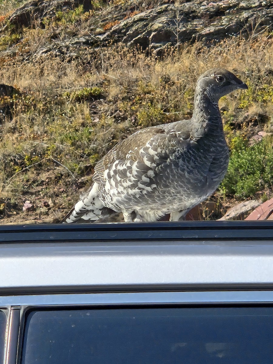 Dusky Grouse - ML641821636