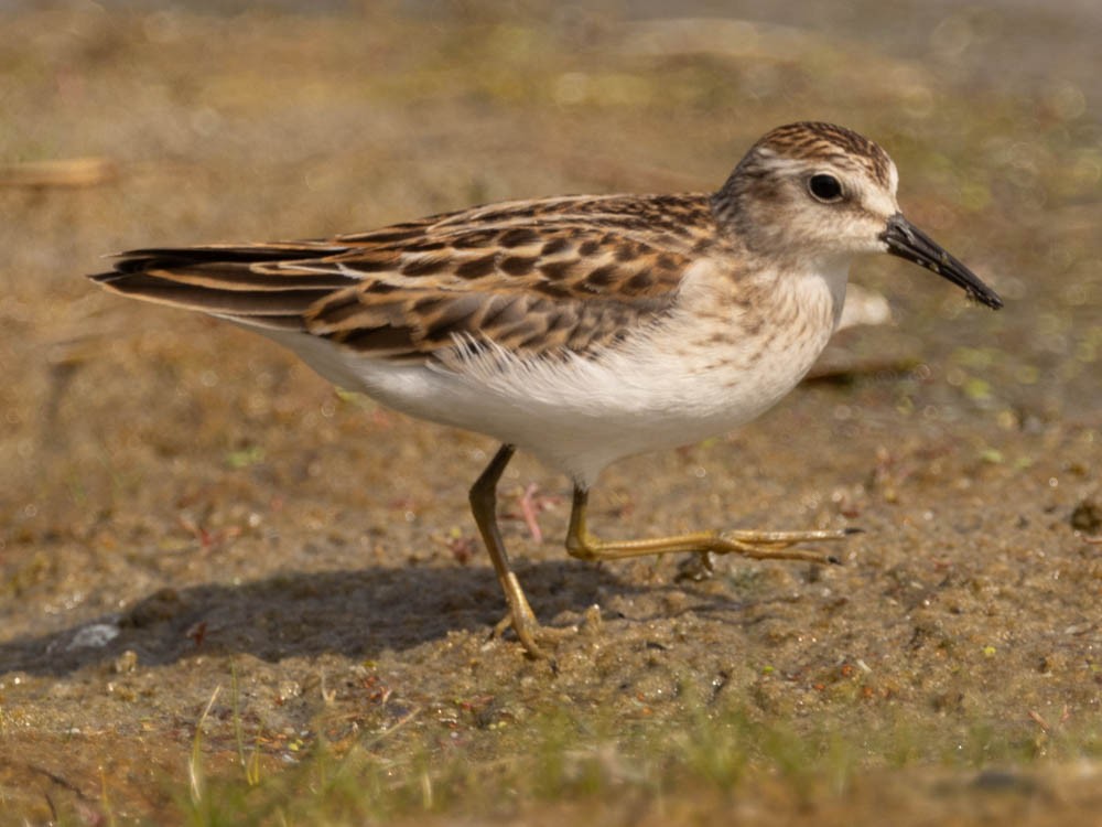 Least Sandpiper - ML641821652
