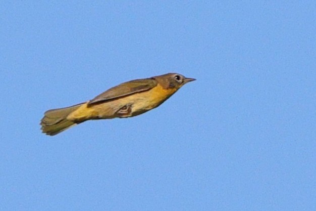 Common Yellowthroat - ML641821658