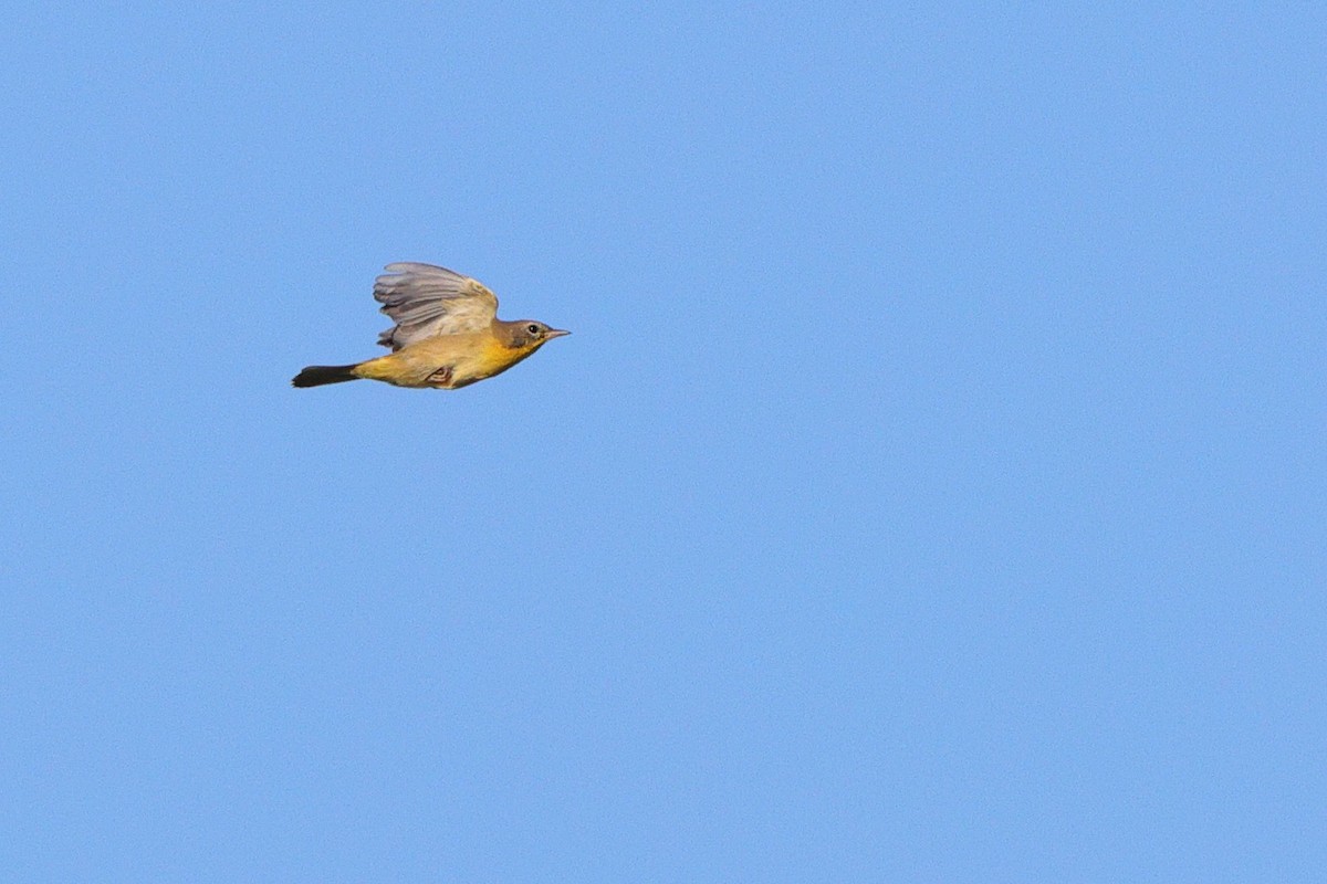 Common Yellowthroat - ML641821659