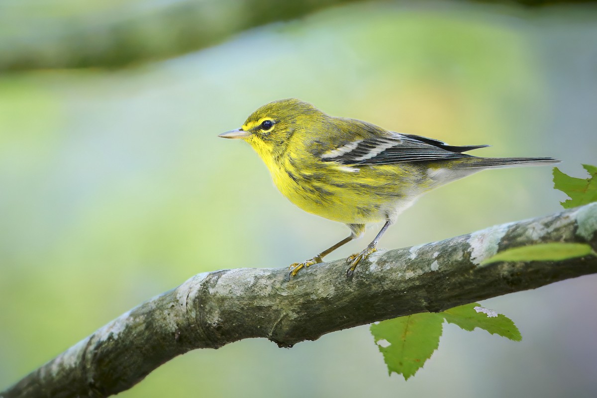 Pine Warbler - ML641821663