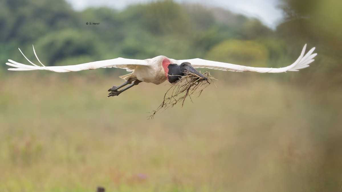 Jabiru - ML641821667