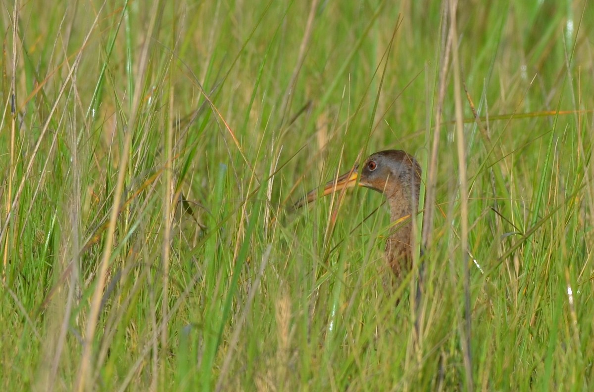 King Rail - ML641821677
