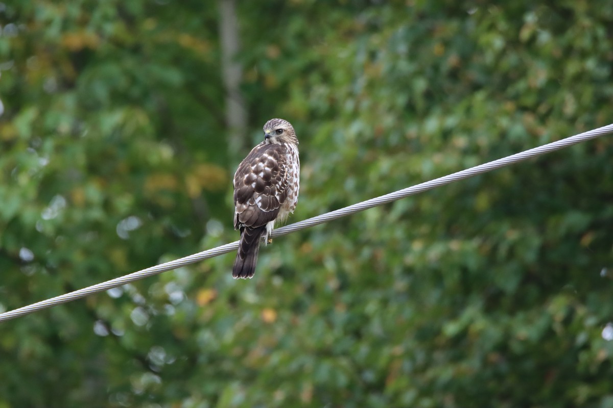 Broad-winged Hawk - ML641821678