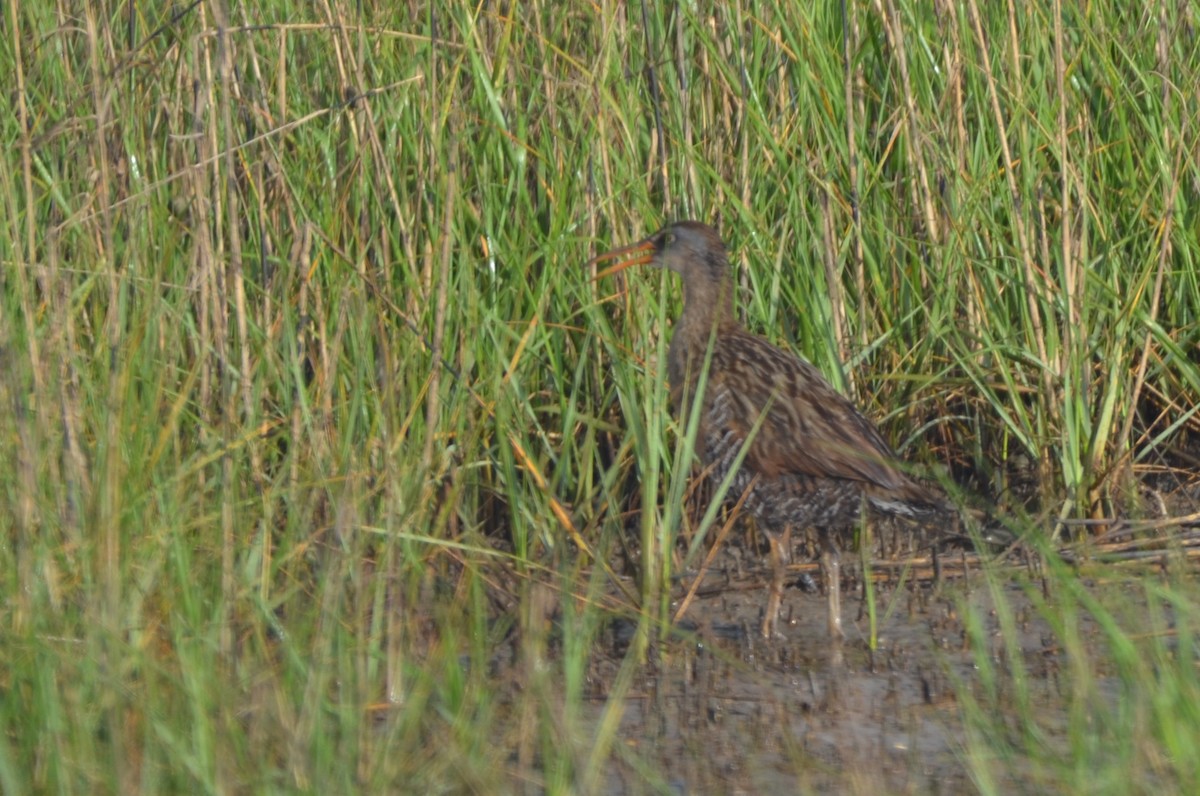 King Rail - ML641821679