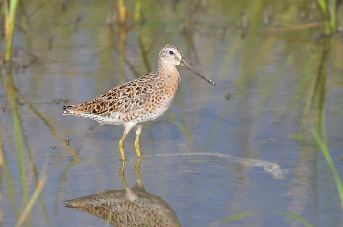 Short-billed Dowitcher - ML641821681