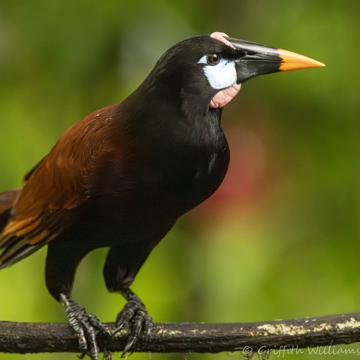 Montezuma Oropendola - ML641821691