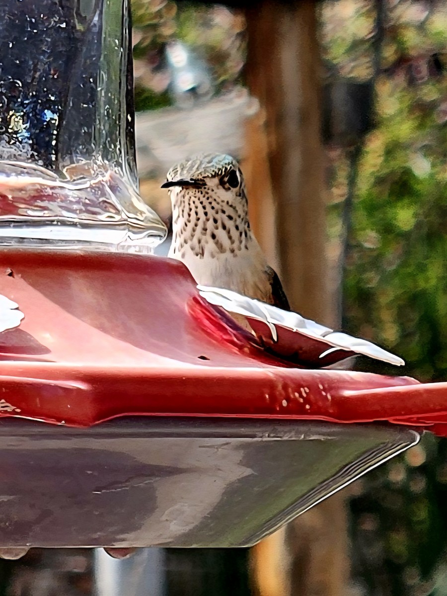 Calliope Hummingbird - ML641821707