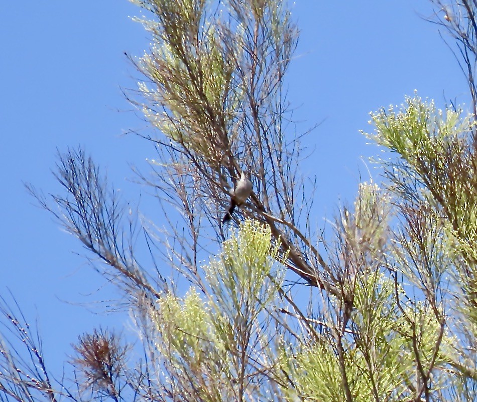 California Gnatcatcher - ML641821717