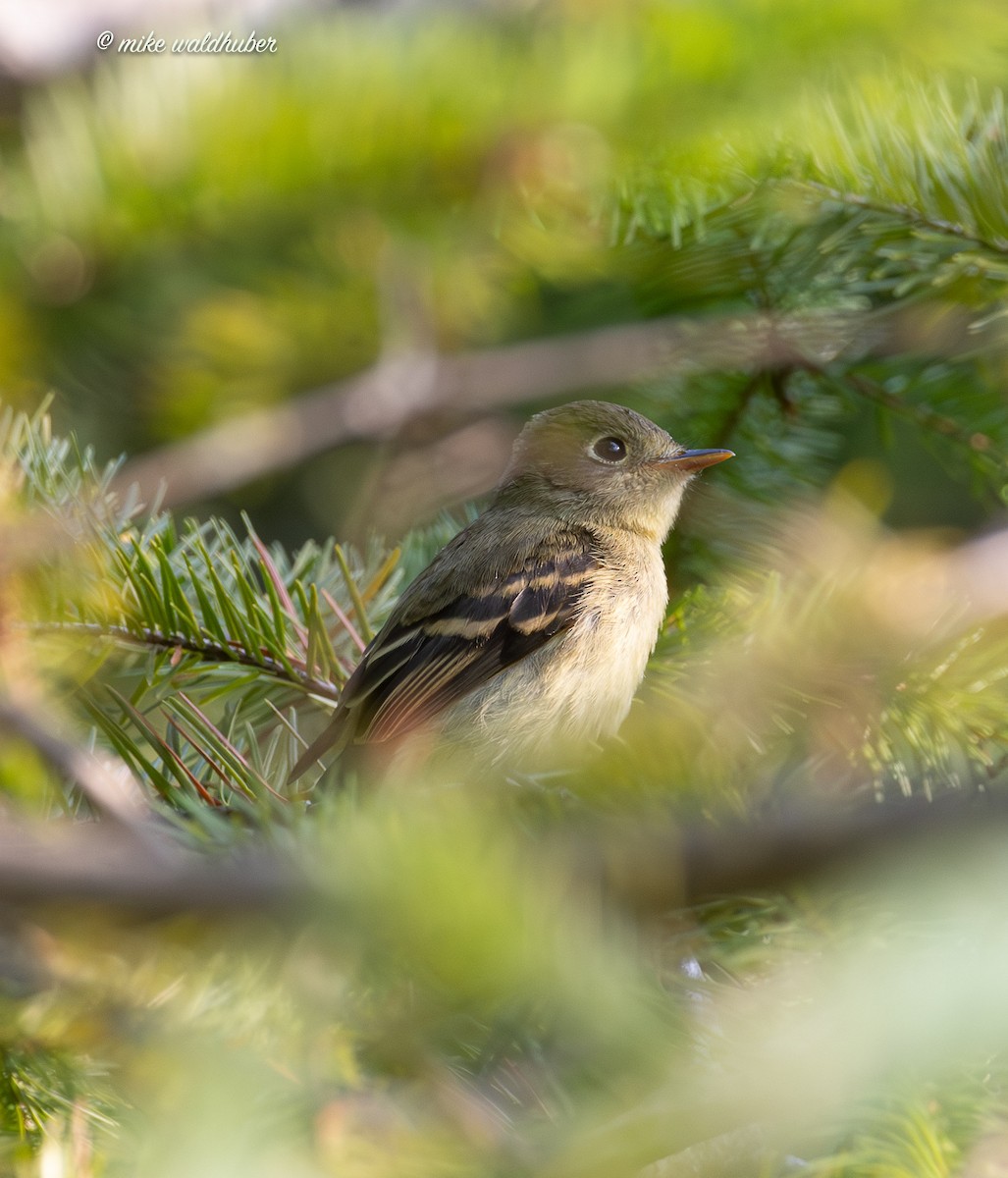 Western Flycatcher - ML641821740