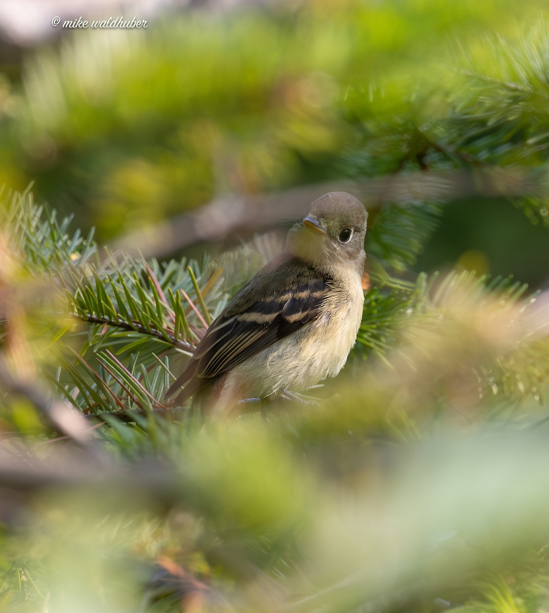 Western Flycatcher - ML641821741