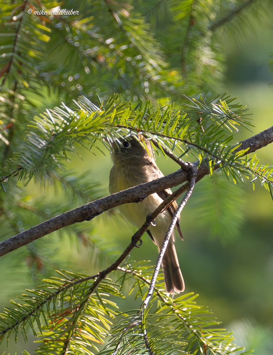 Western Flycatcher - ML641821742