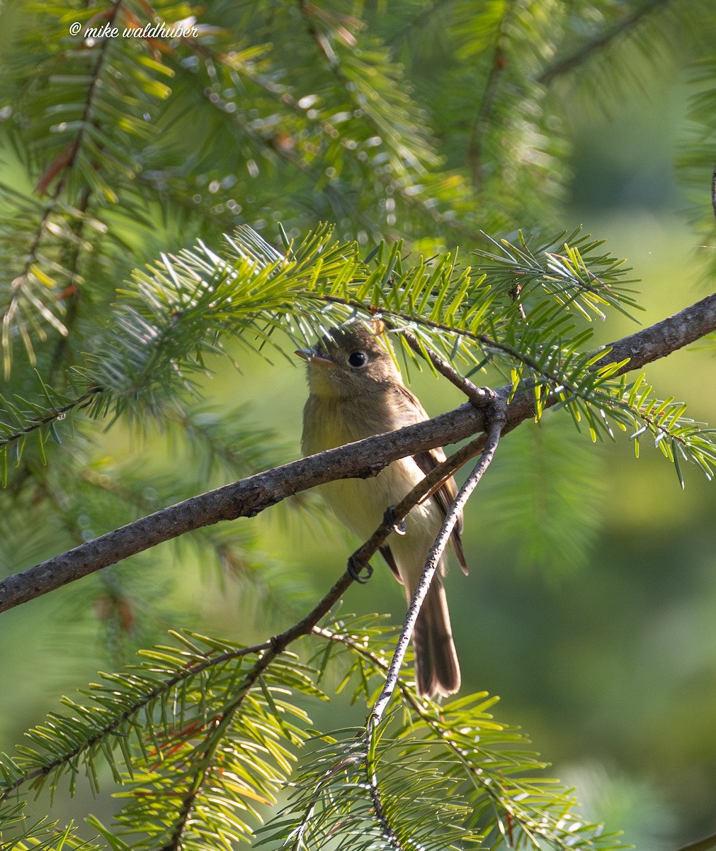 Western Flycatcher - ML641821743