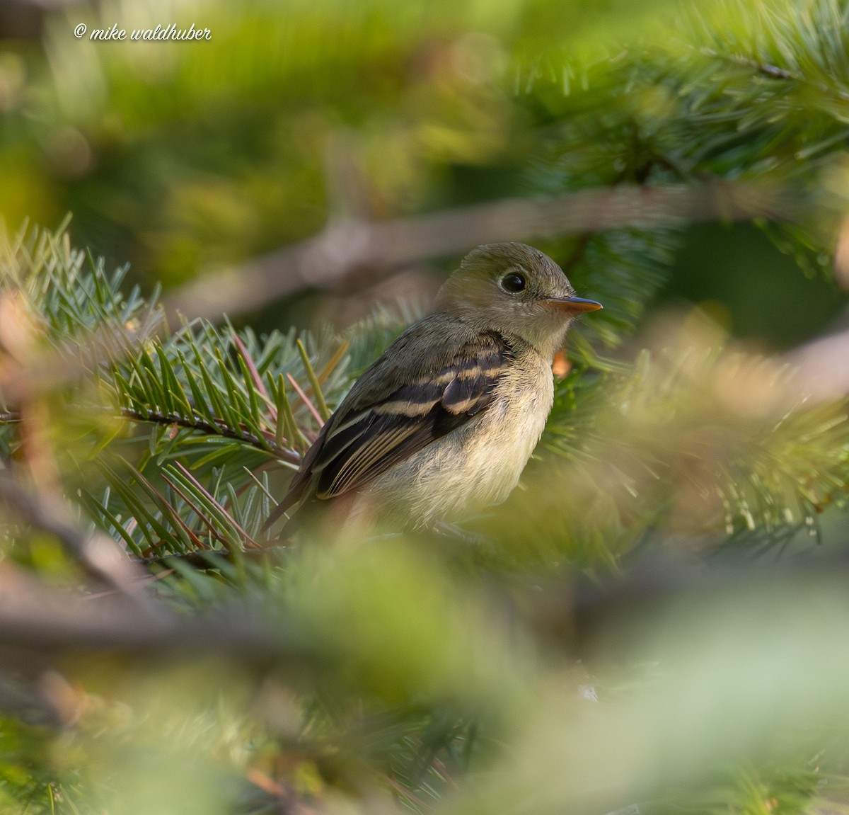 Western Flycatcher - ML641821744