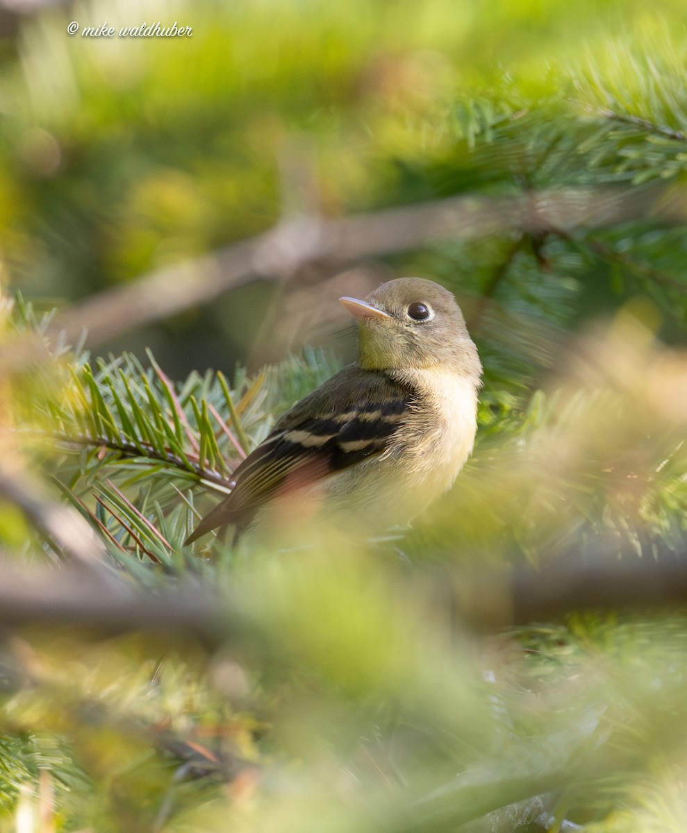 Western Flycatcher - ML641821745