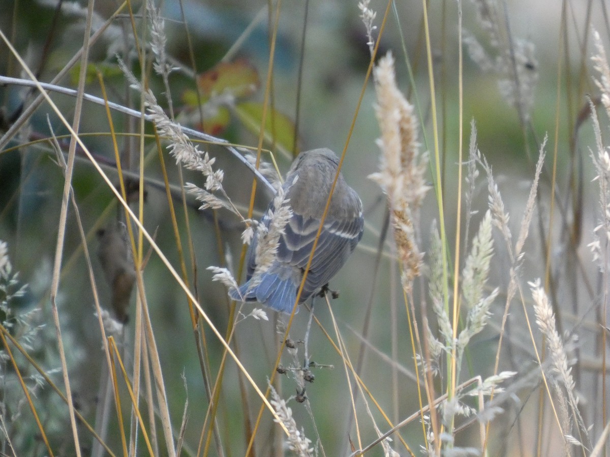 Lazuli Bunting - ML641821751