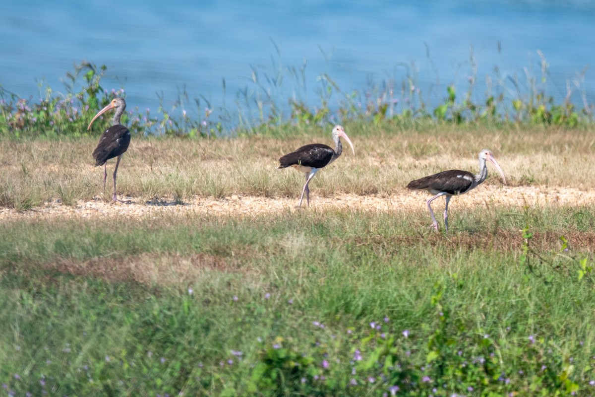 White Ibis - ML641821783