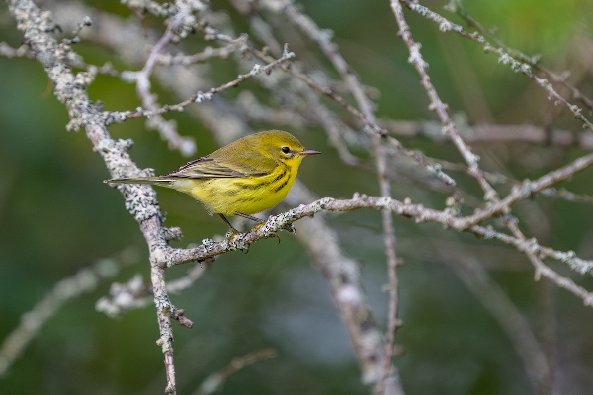 lesňáček pokřovní - ML641821788