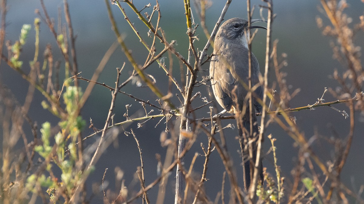 California Thrasher - ML641821801