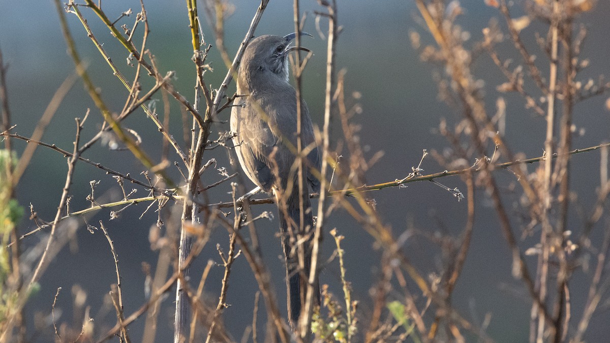California Thrasher - ML641821802