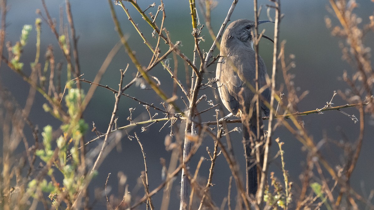 California Thrasher - ML641821803