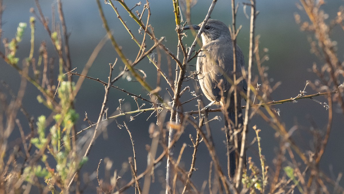 California Thrasher - ML641821804