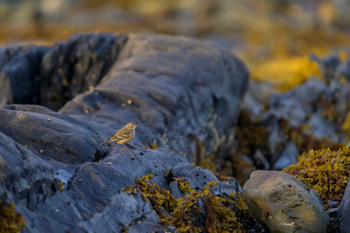 linduška tundrová - ML641821810