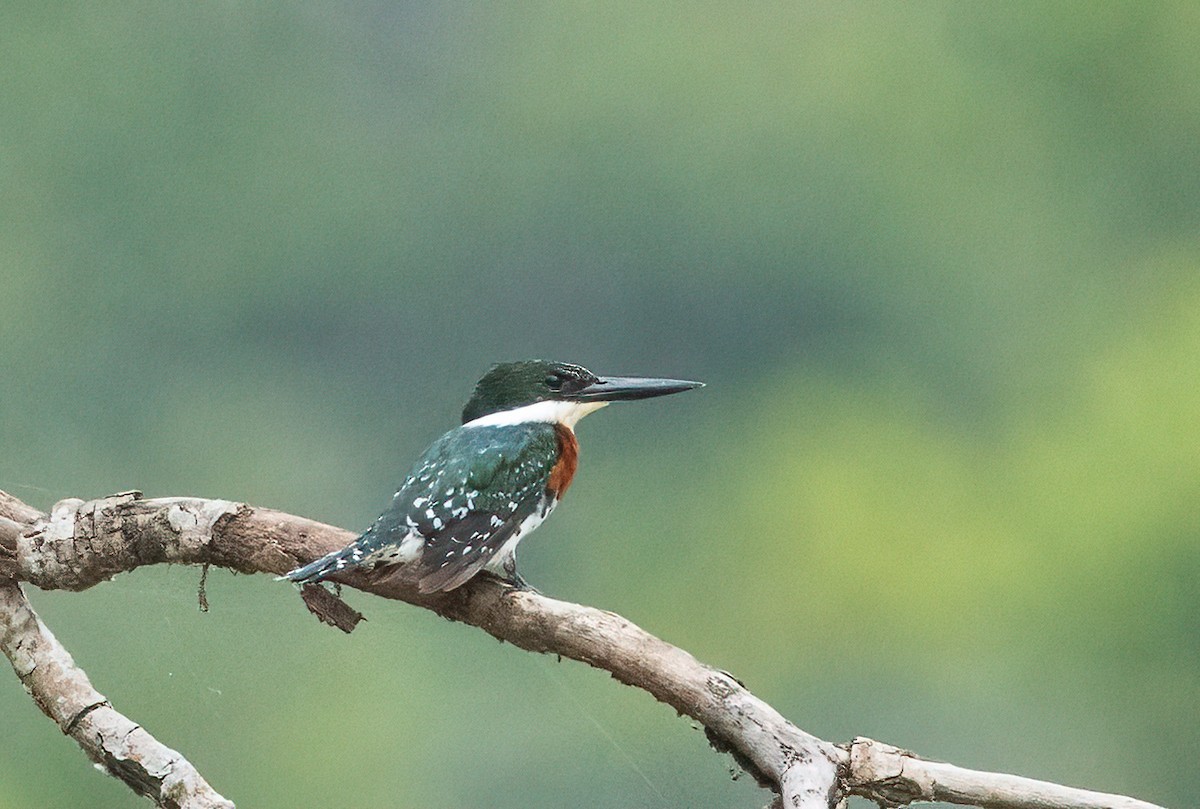 Green Kingfisher - ML641821827