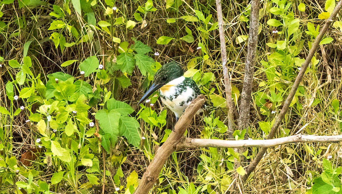Green Kingfisher - ML641821828