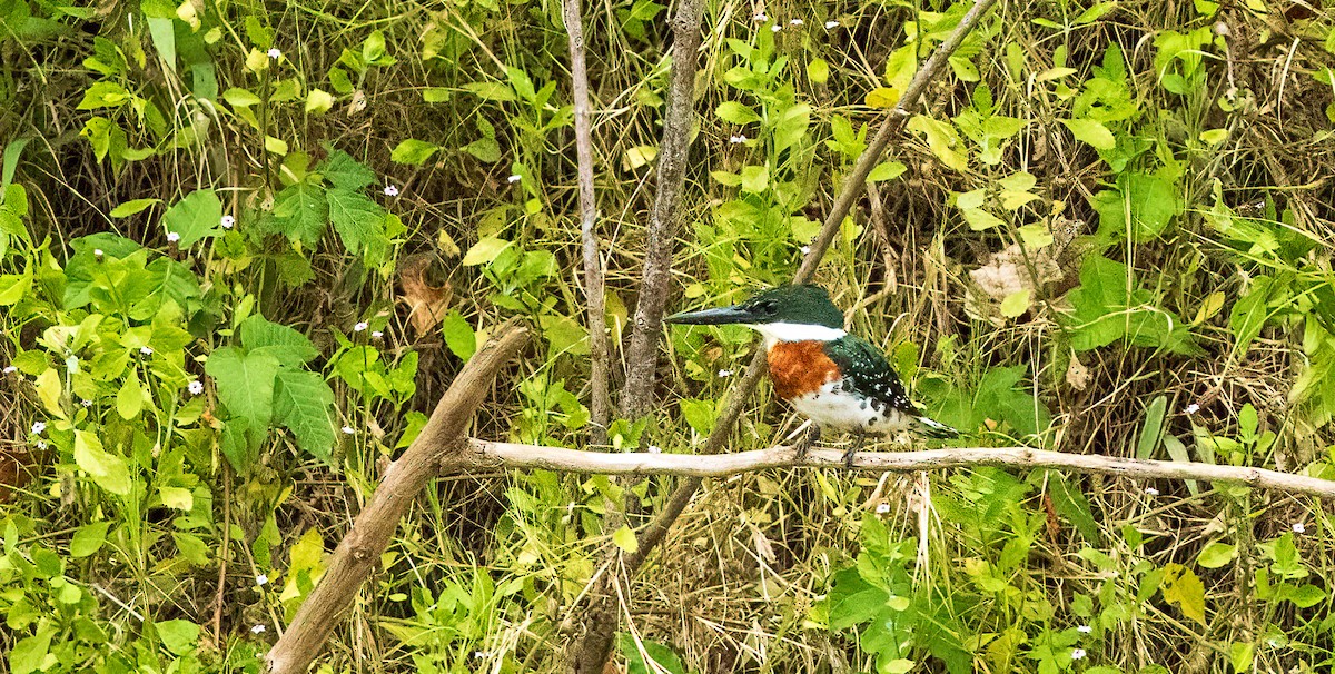 Green Kingfisher - ML641821829