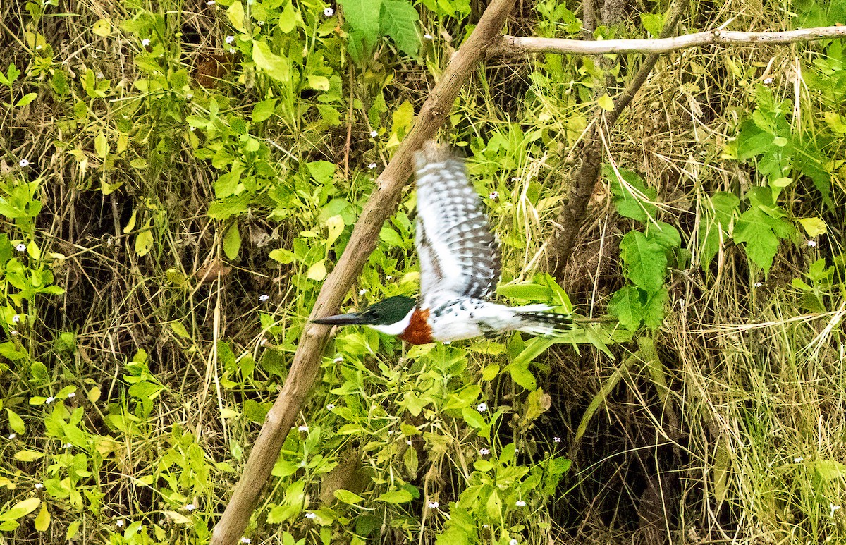 Green Kingfisher - ML641821830