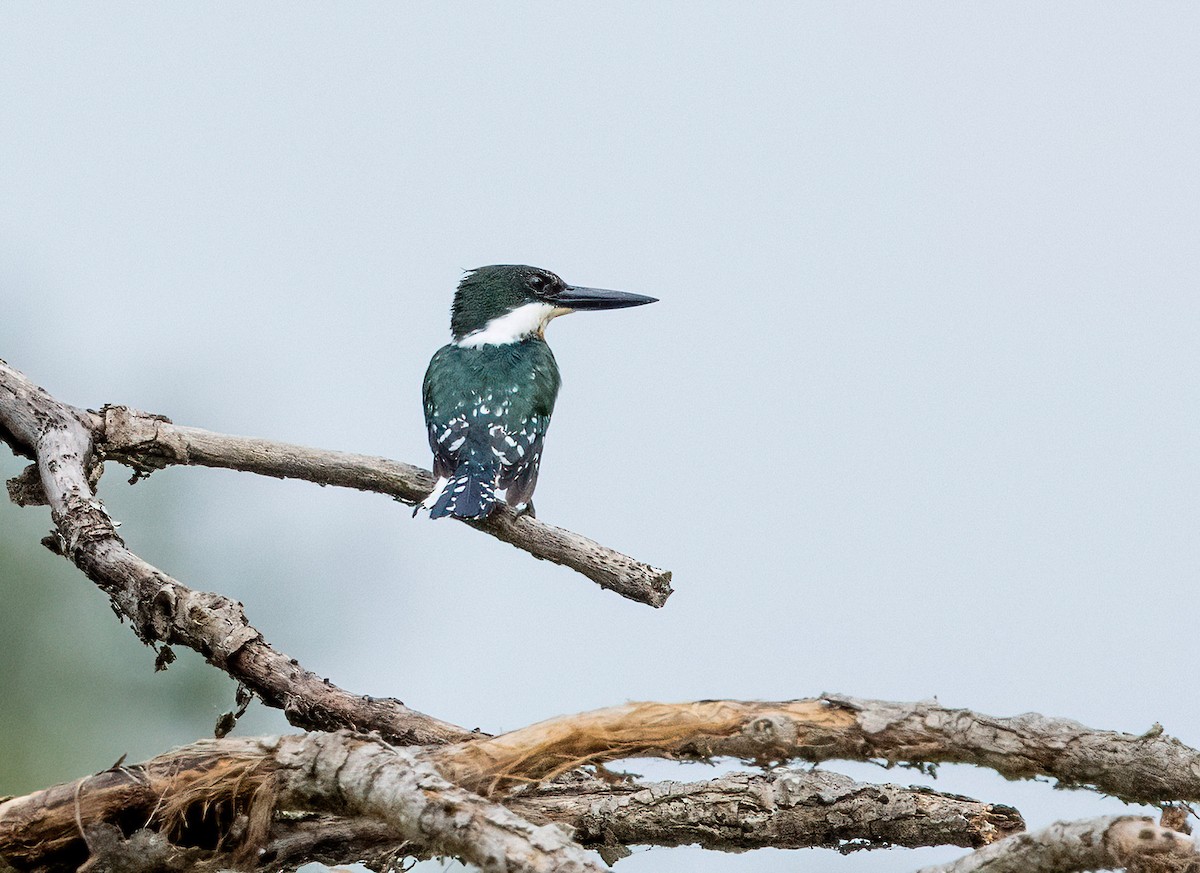 Green Kingfisher - ML641821832