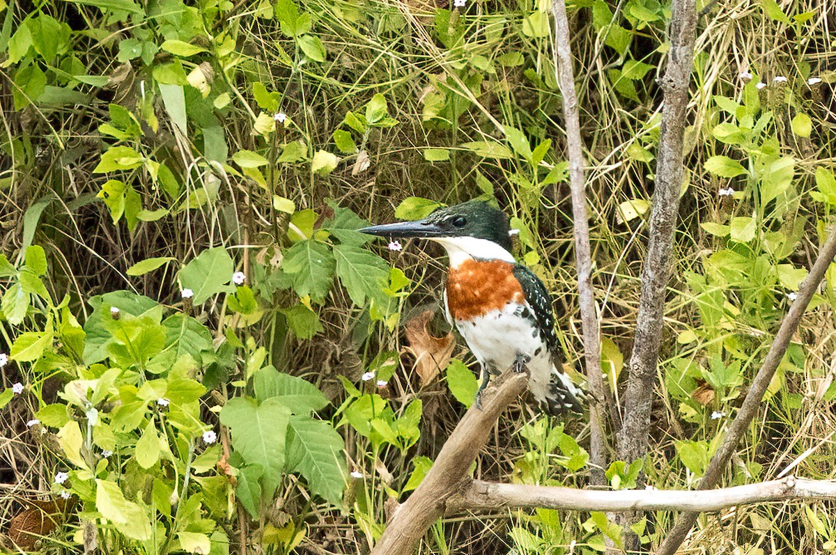 Green Kingfisher - ML641821833