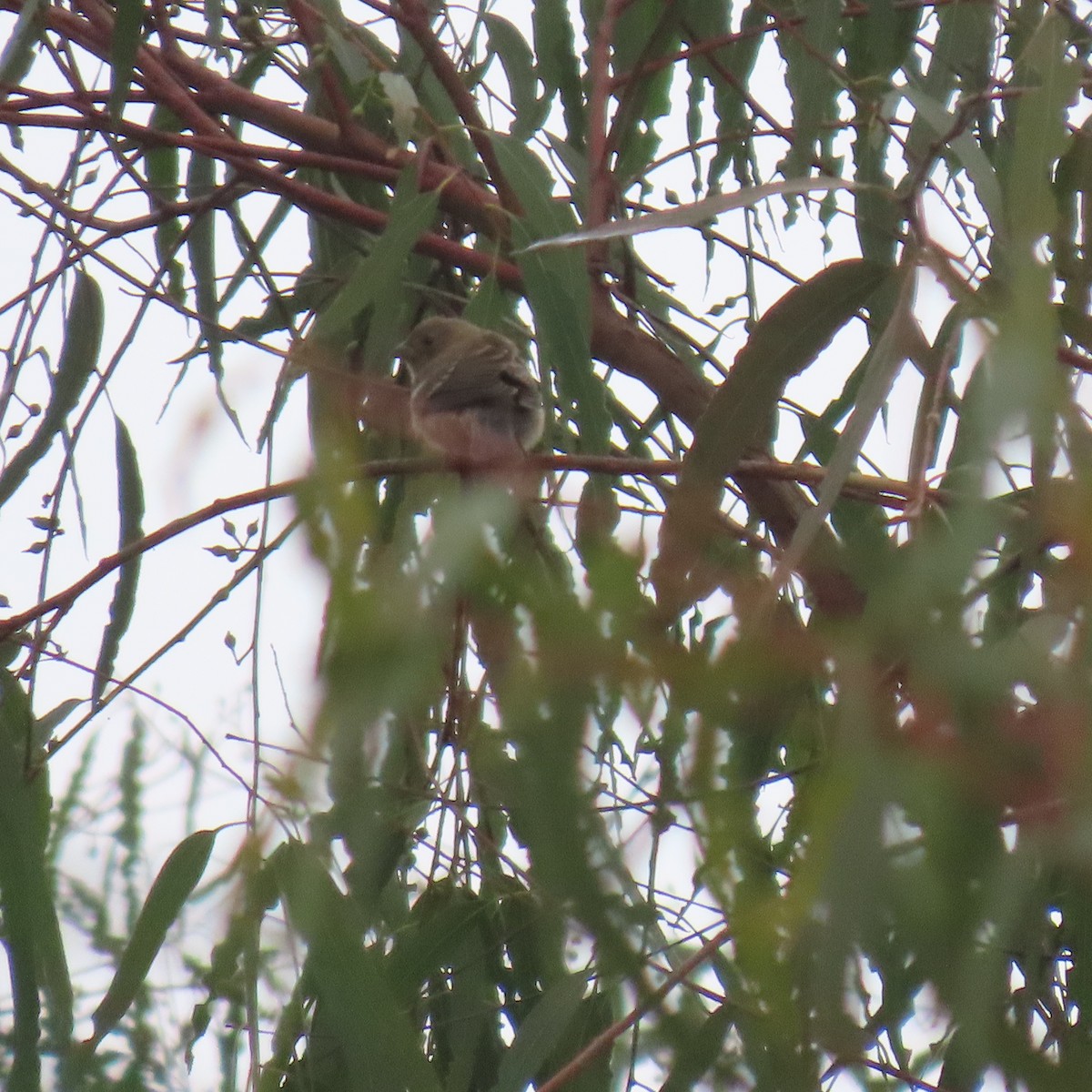 Lazuli Bunting - ML641821844
