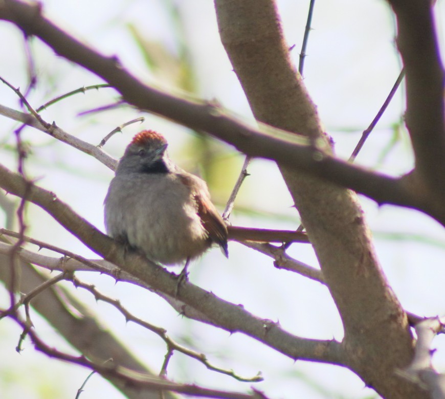 Sooty-fronted Spinetail - ML641821855