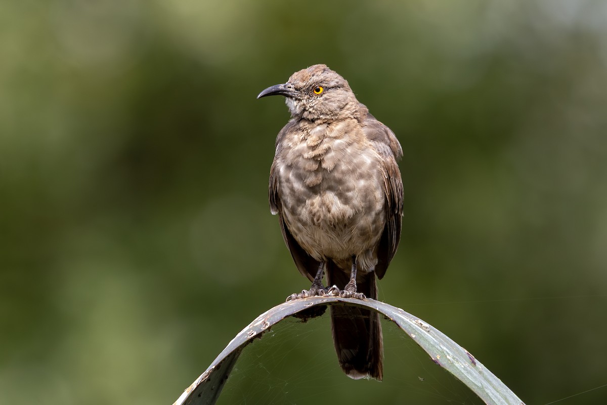 Curve-billed Thrasher (curvirostre Group) - ML641821868
