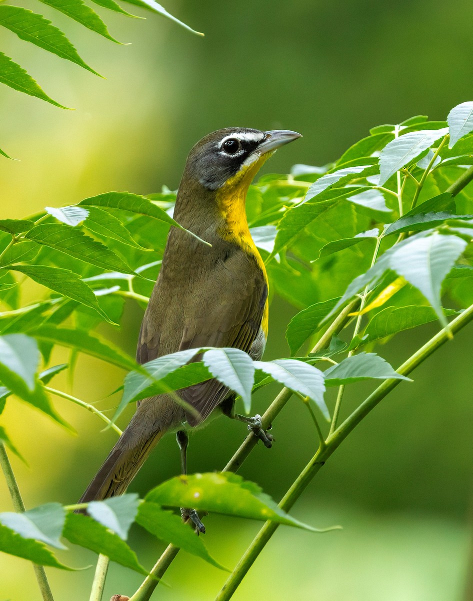 Yellow-breasted Chat - ML641821870