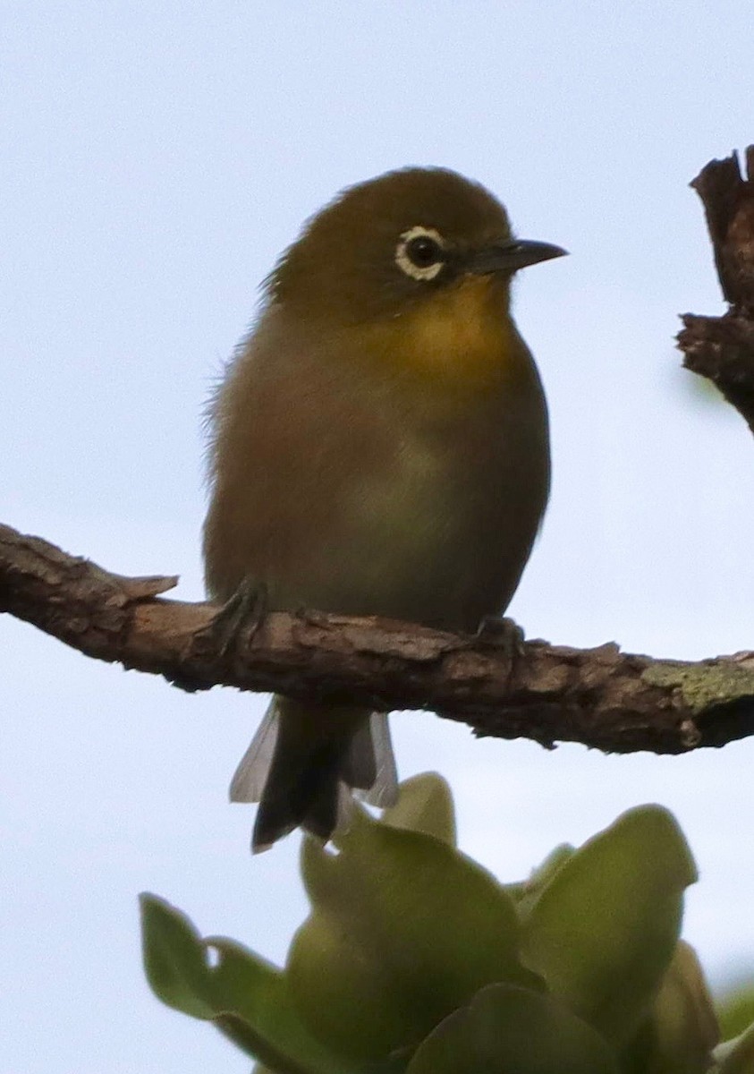 Warbling White-eye - ML641821875