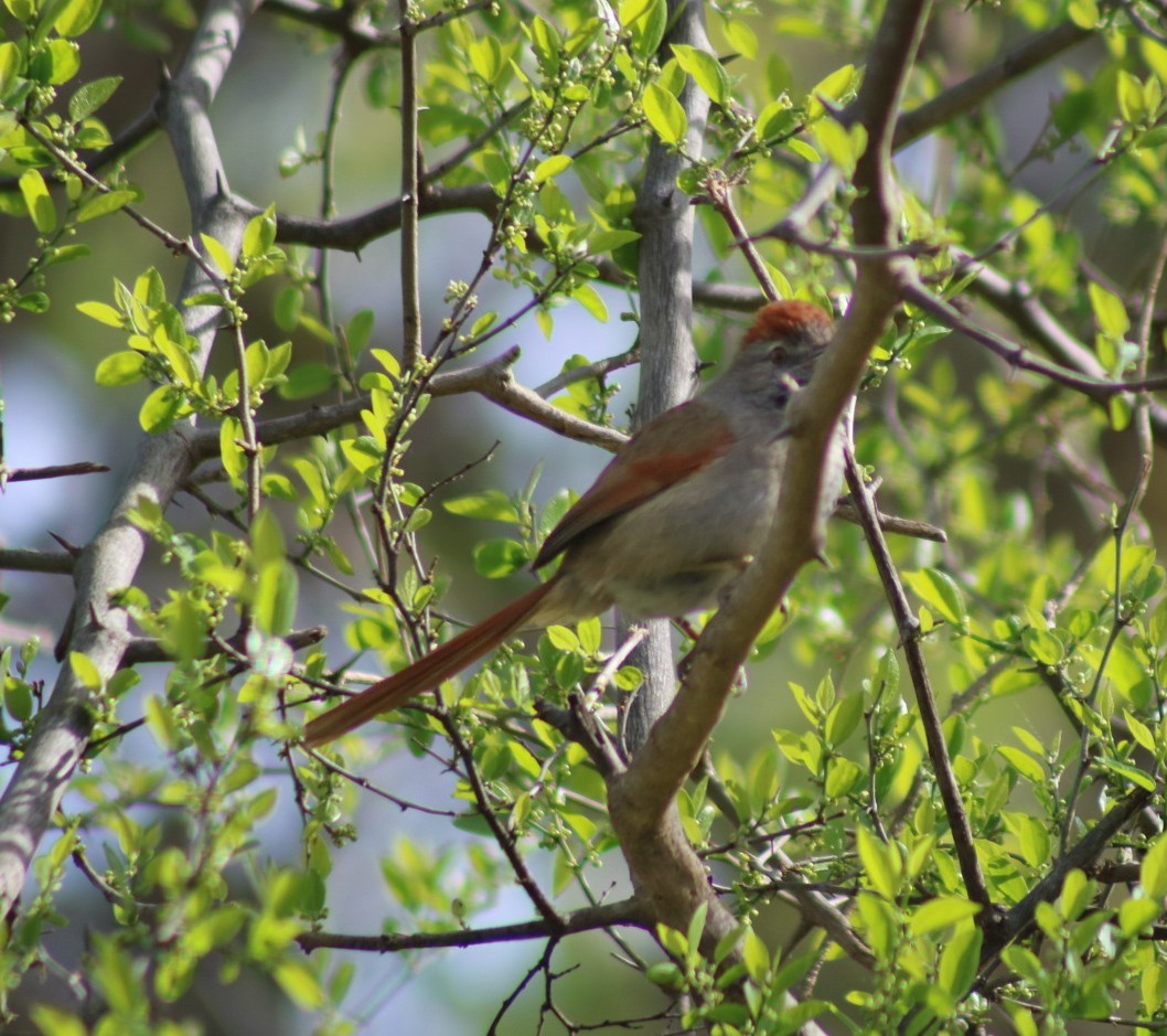 Sooty-fronted Spinetail - ML641821885