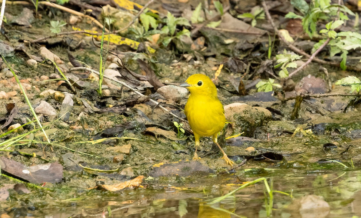 Yellow Warbler (Northern) - ML641821890